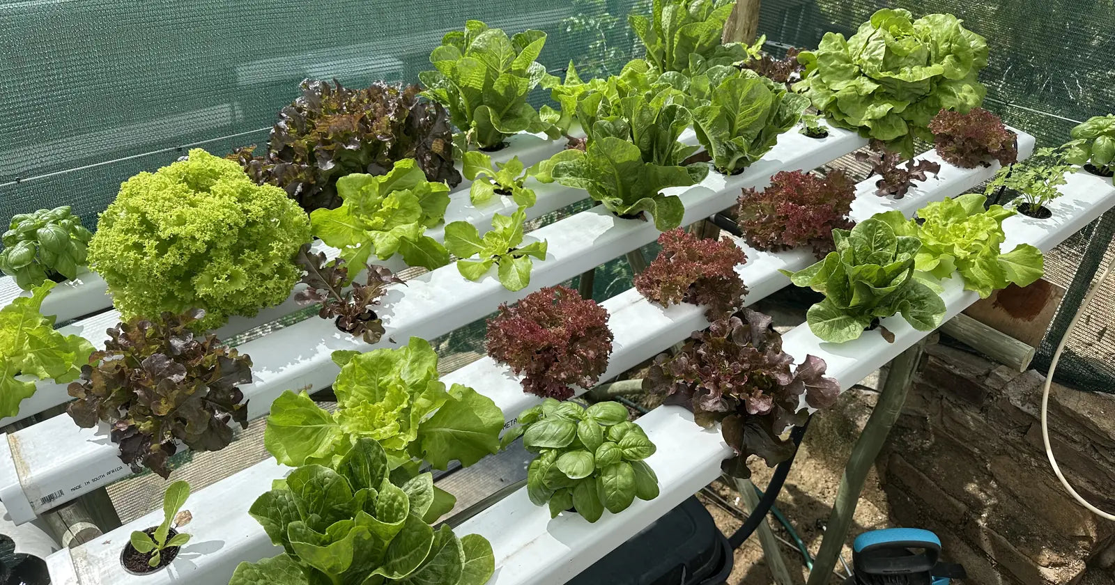 Which hydroponic system for which plant? A Namibian grower's guide