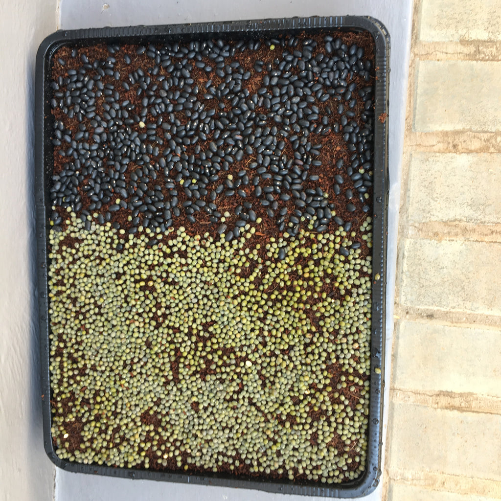 Jiffy Microgreen Grow Plate 30cmx40cmx5cm