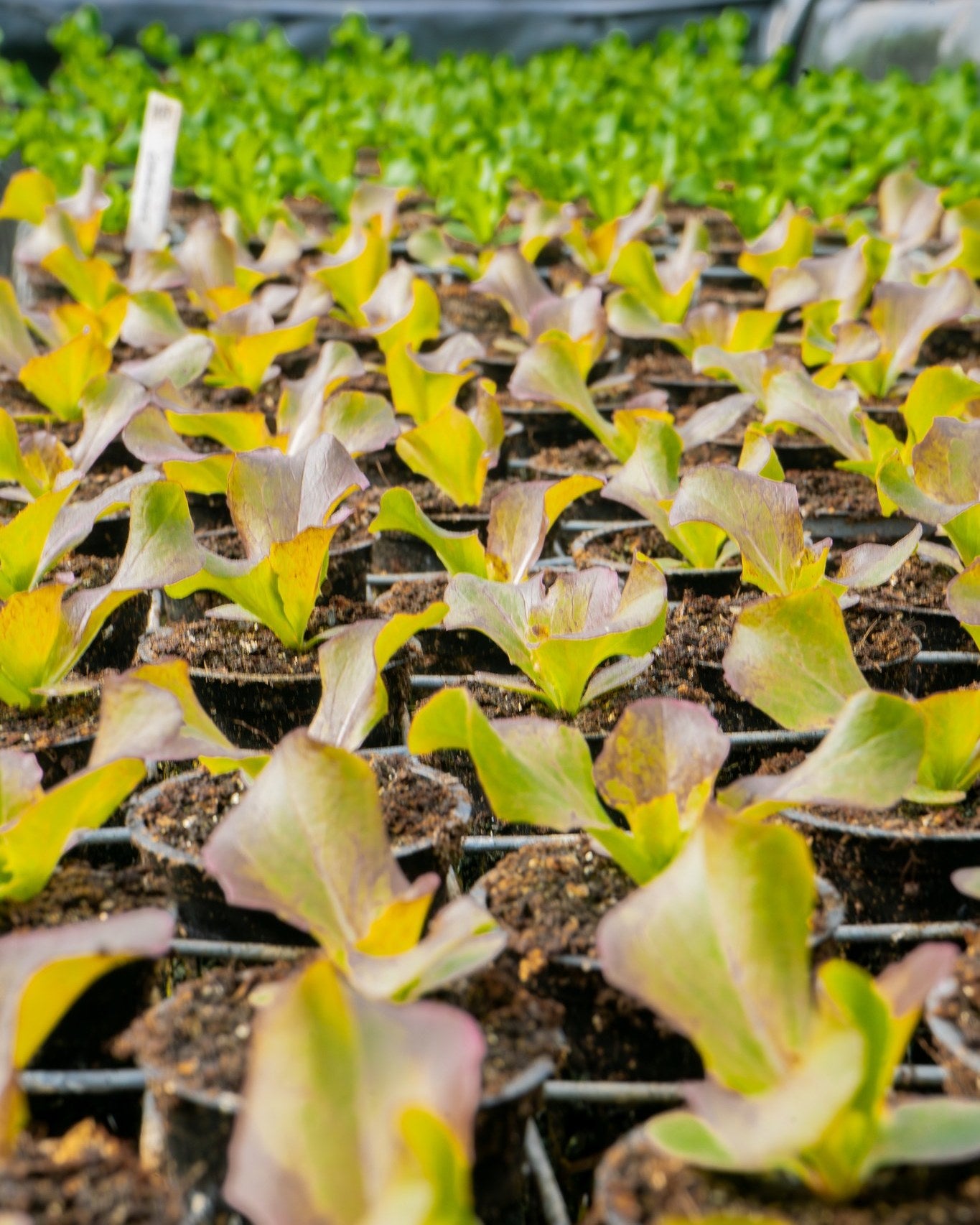 Hydroponics Bootcamp - Hands-On, One-Day Intensive