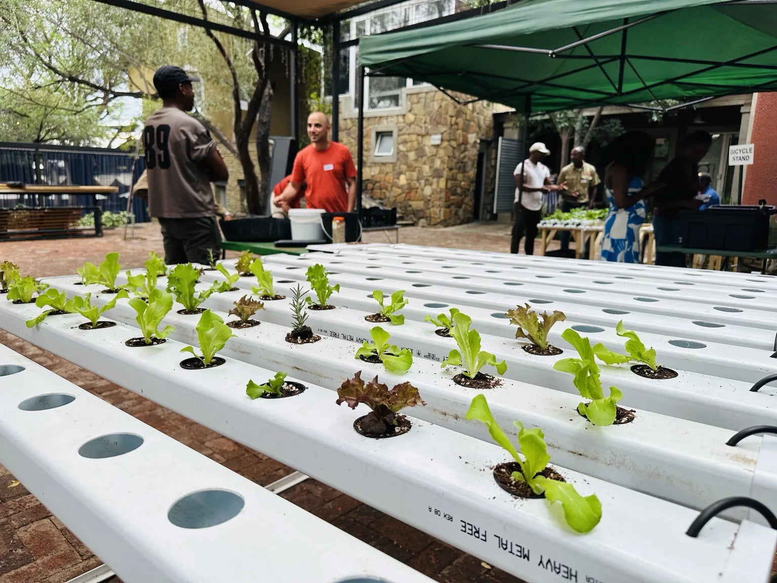 Hydroponic garden with plants and people in an outdoor setting