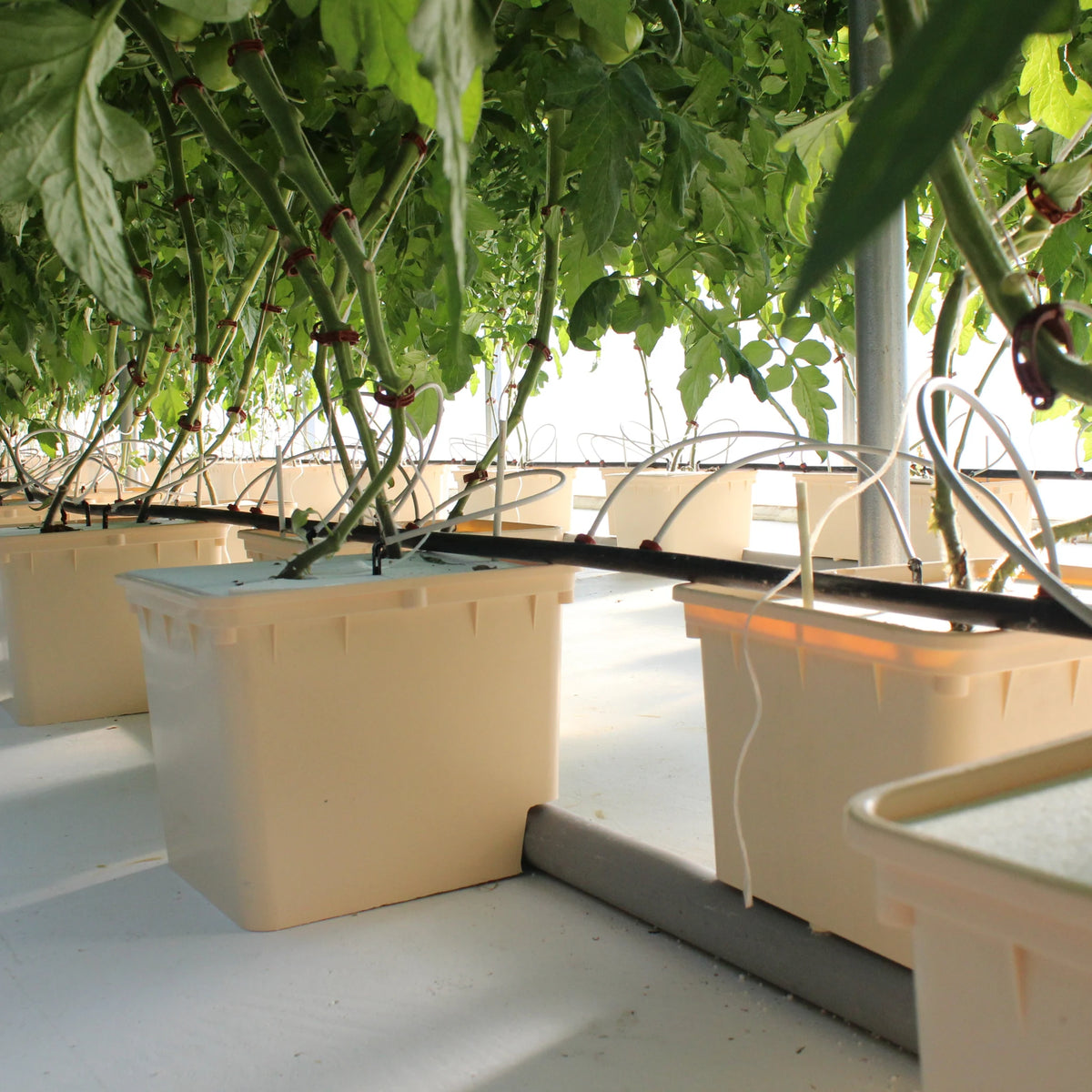 Dutch buckets growing tomatoes in a drip-fed greenhouse row