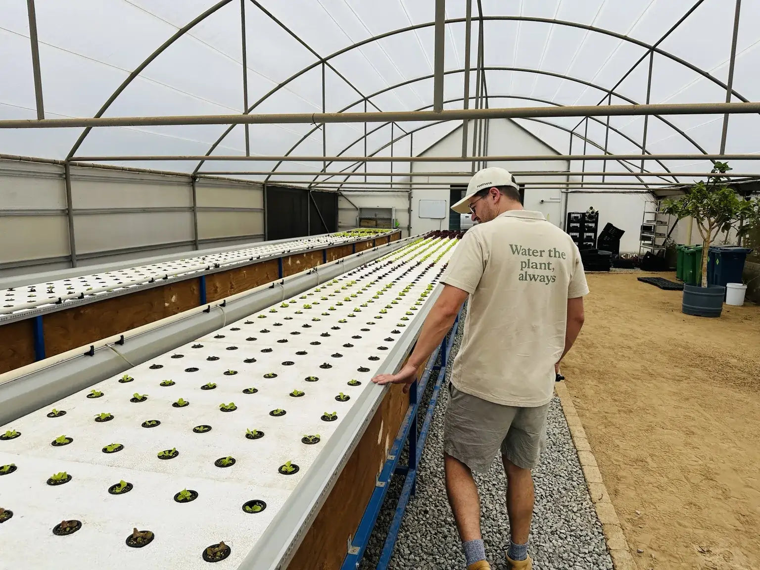 Person working in a greenhouse with rows of plants on tables.