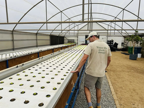 Advanced Course for Commercial Hydroponic Growers: a greenhouse walkthrough along NFT tables